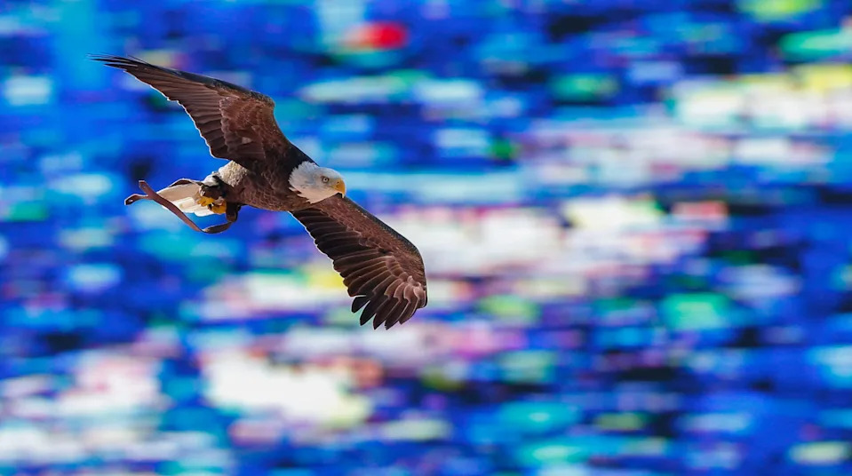 A bald eagle soars into a stadium.