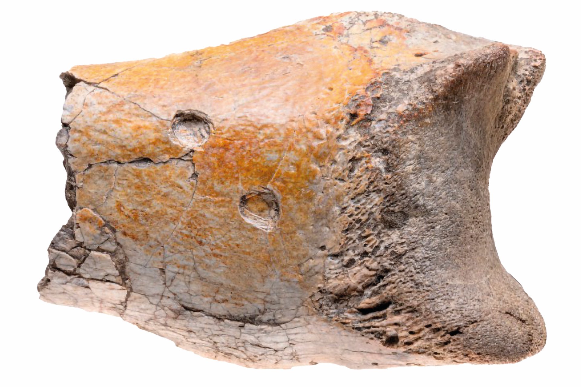 Caiman Bite Marks On Fossil