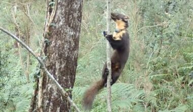 Camera Trap Captures Wild Baby Pine Martens for 'First Time in 100 Years'