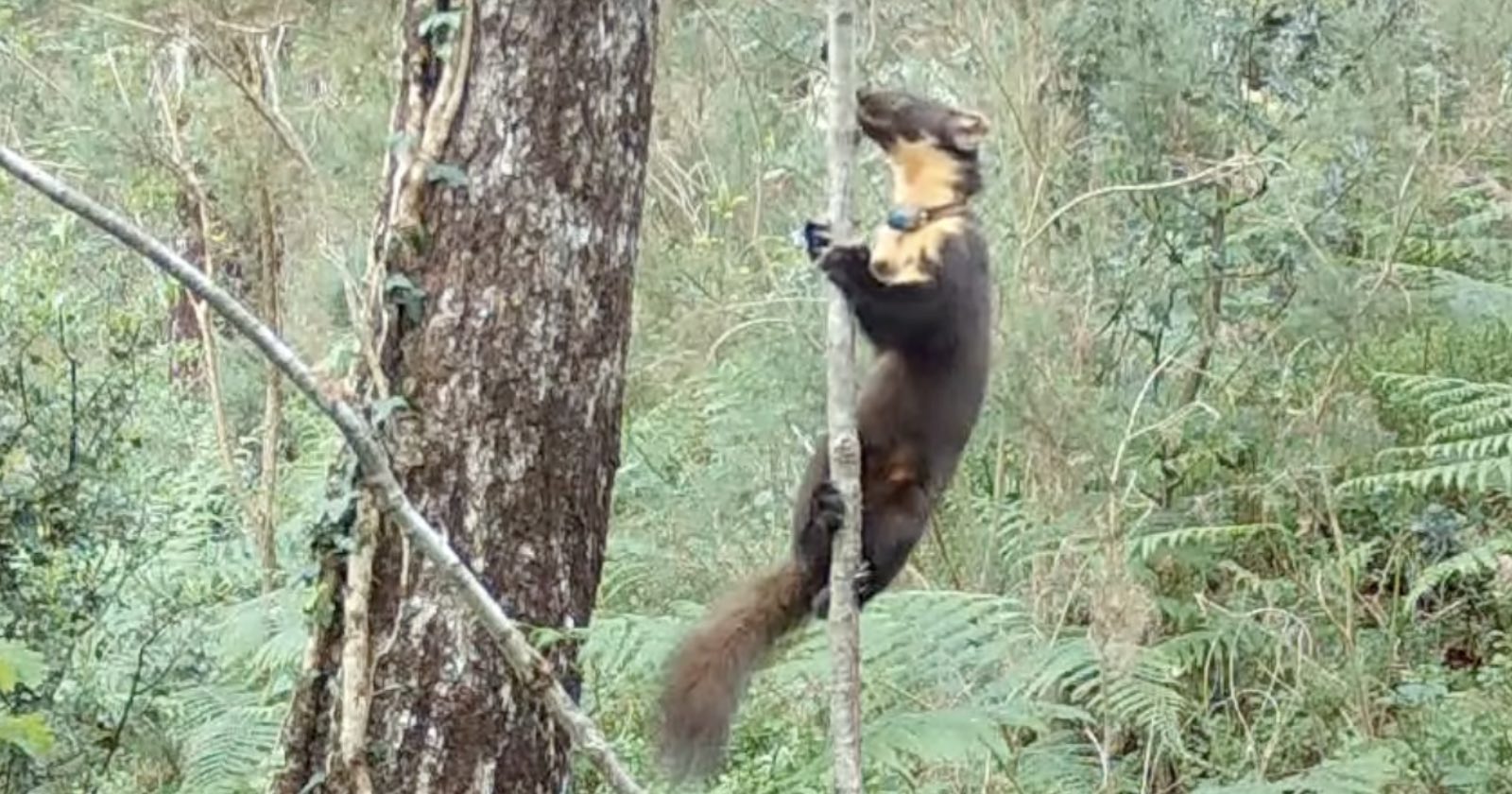 Camera Trap Captures Wild Baby Pine Martens for 'First Time in 100 Years'