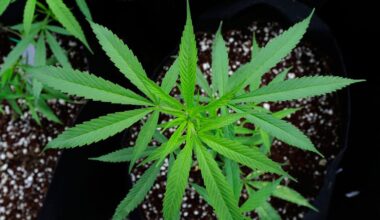 Rise in N.Y. cannabis use could spark debate on restrictions