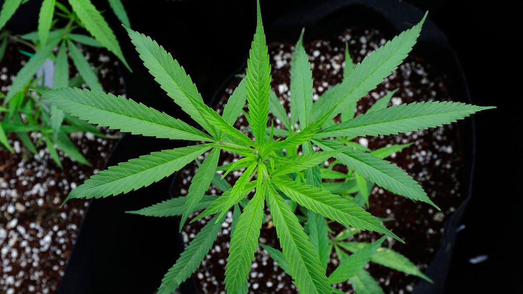 Rise in N.Y. cannabis use could spark debate on restrictions