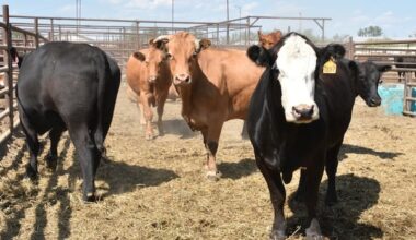 Canada says Australia has re-opened market access for beef, beef products