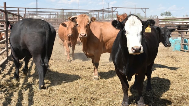 Canada says Australia has re-opened market access for beef, beef products