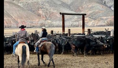 Cattle Battle: How wolves and livestock collide – and how one Idaho project offers solutions