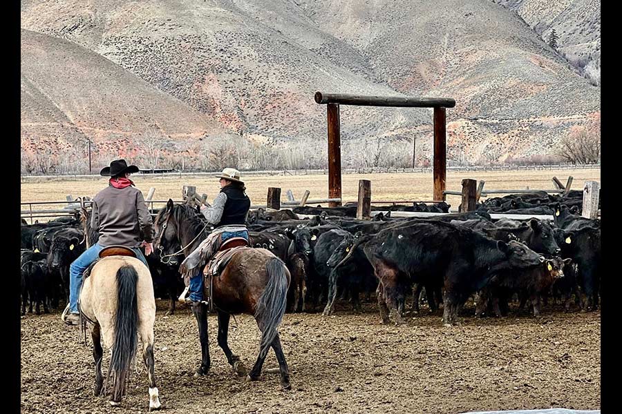 Cattle Battle: How wolves and livestock collide – and how one Idaho project offers solutions