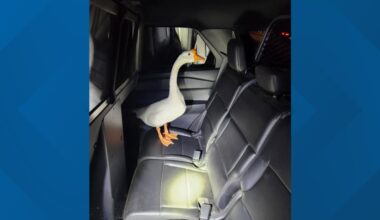 Wandering goose in Hampden returns home