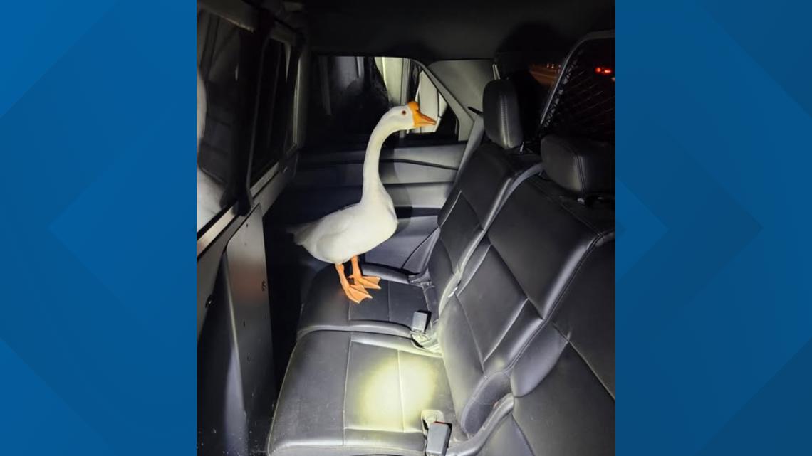 Wandering goose in Hampden returns home