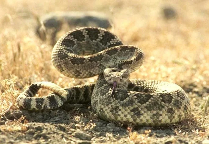 Rattlesnake
