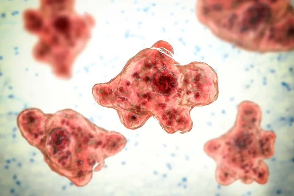 Magnified view of brain-eating amoebas, showing their irregular shapes and cellular detail, floating against a neutral background