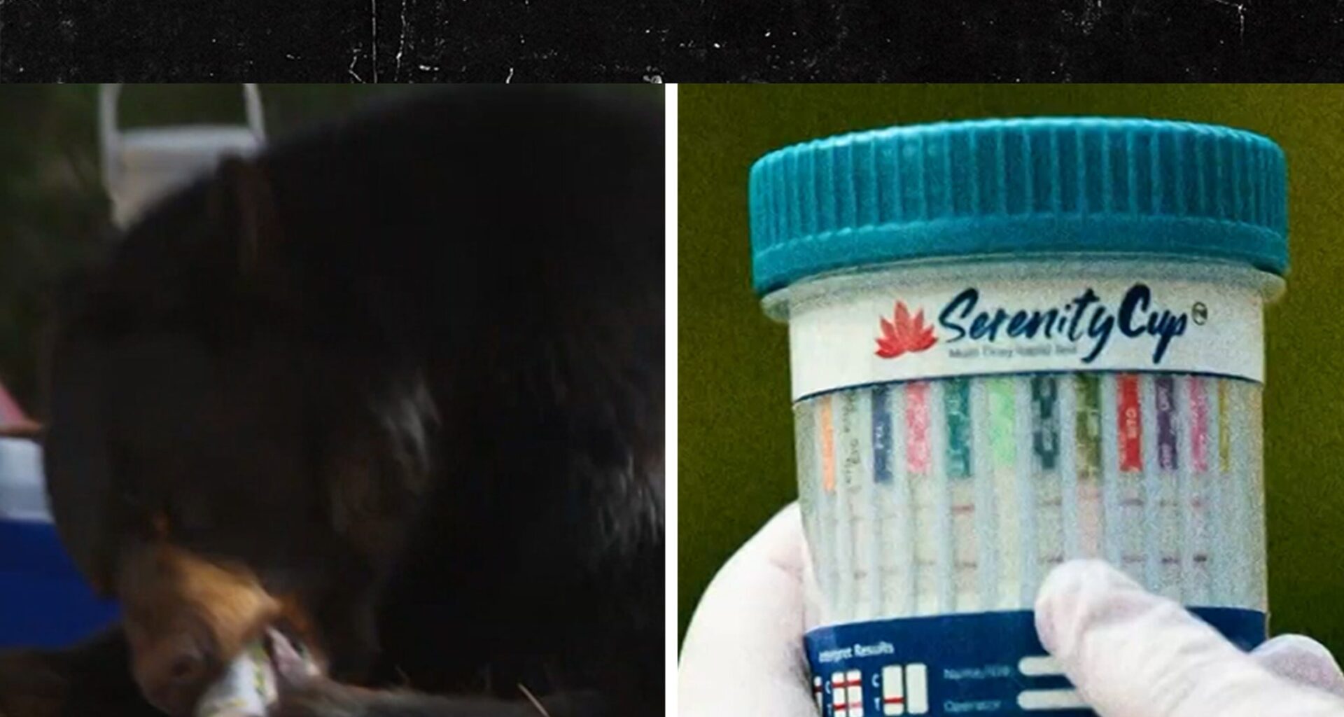'Animals on Drugs' Trailer Shows Gators on Meth, Bears Drinking Beers