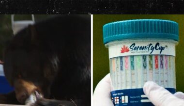'Animals on Drugs' Trailer Shows Gators on Meth, Bears Drinking Beers