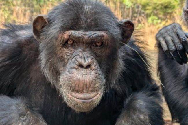 Chimpanzees: A chimp with a thin piece of tan grass hanging out of an ear.