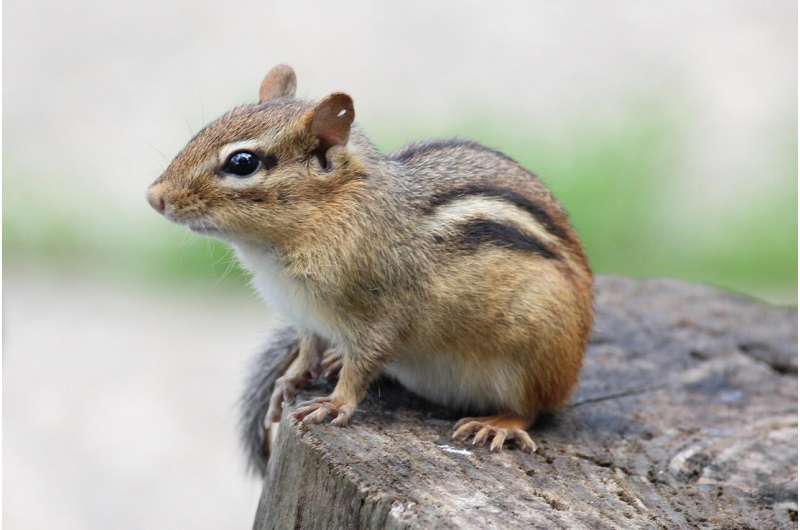 chipmunks