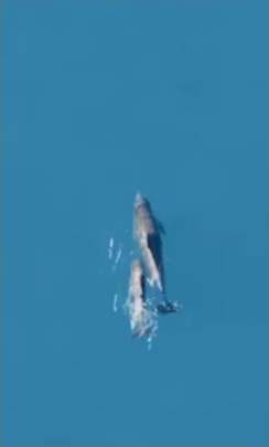 Two dolphins swimming in the ocean.