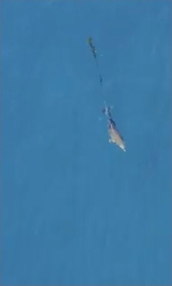 Dolphin swimming in the ocean.