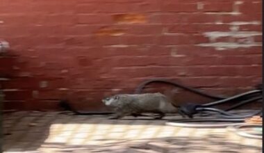We Interrupt our Regular Scheduling with a Beaver (Update: A Groundhog!) Running around Capitol Hill!