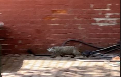 We Interrupt our Regular Scheduling with a Beaver (Update: A Groundhog!) Running around Capitol Hill!