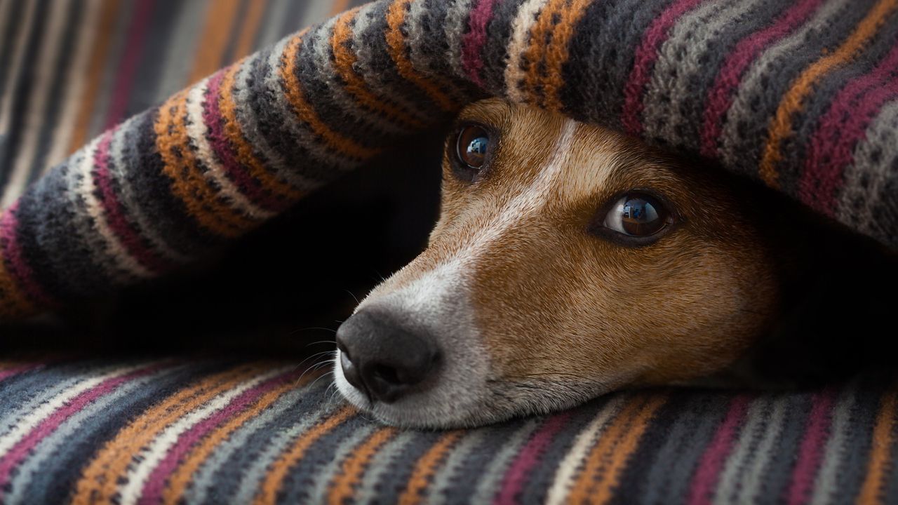 Dog relaxes under a blanket. (iStock)
