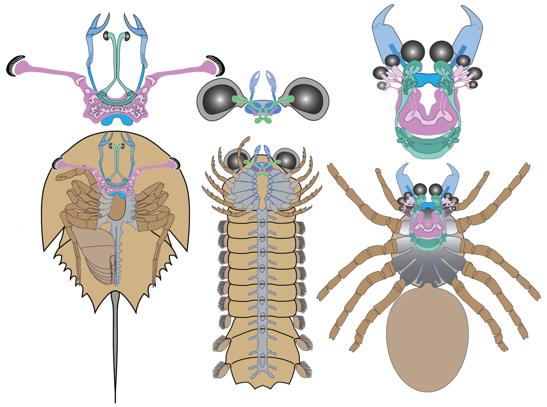 Comparison Mollisonia