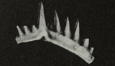 The Sharpest Teeth On Planet Earth Belonged To This Long-Extinct Animal