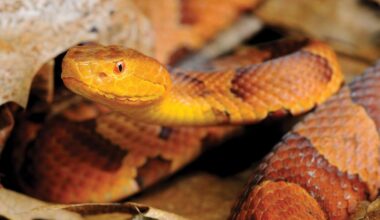 Rare copperhead snake in Attleborough unlikely, MassWildlife says – NBC Boston