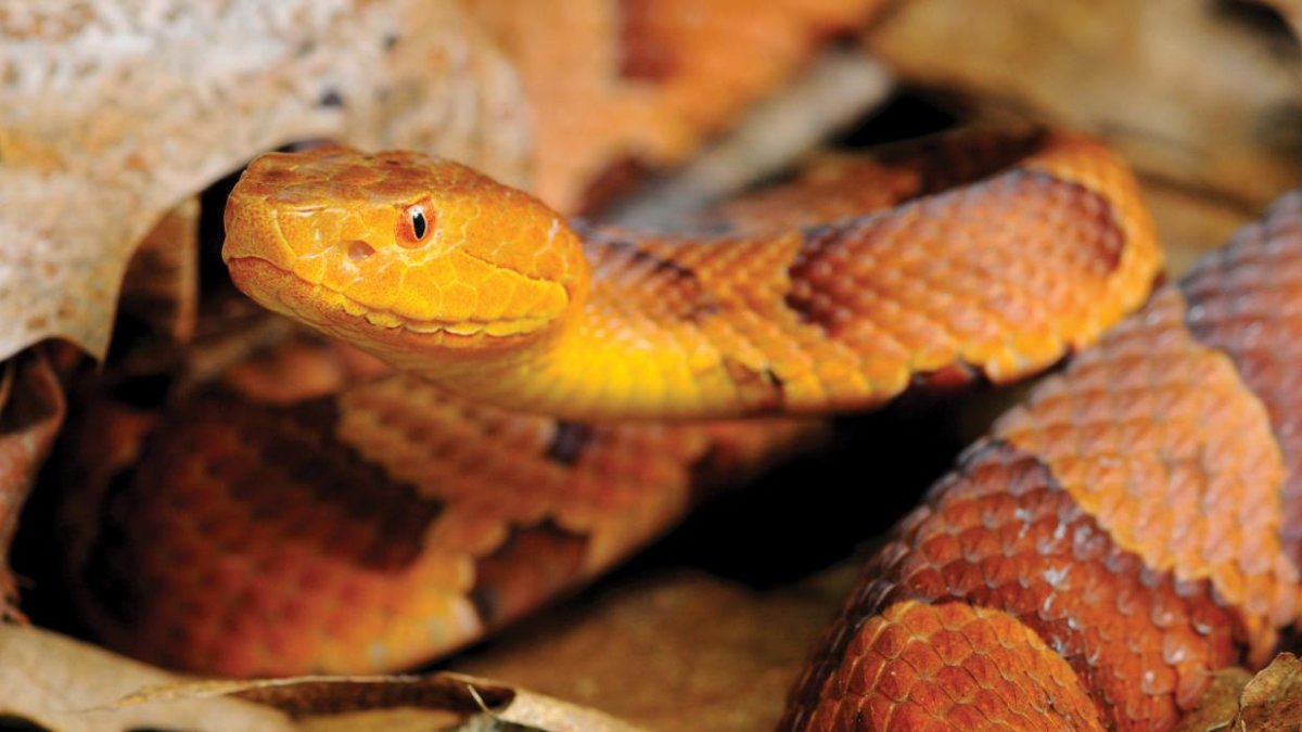 Rare copperhead snake in Attleborough unlikely, MassWildlife says – NBC Boston