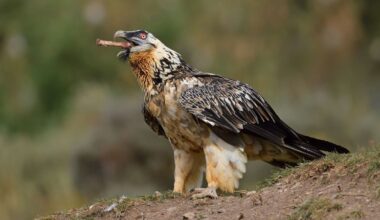 In photos: Bearded vultures are back from the brink
