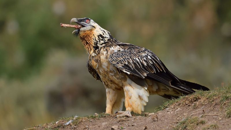 In photos: Bearded vultures are back from the brink