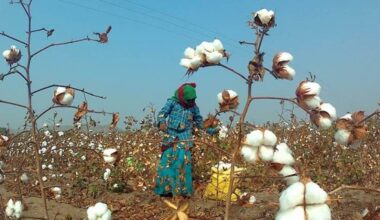 Indian agriculture's prospects depend on innovating and adopting genetic tech