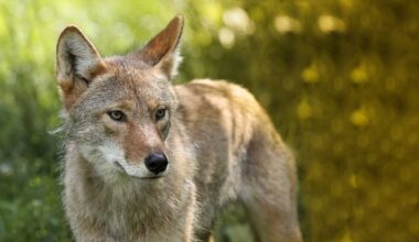 Man arrested after shooting at coyote in Northern New York, hitting garage