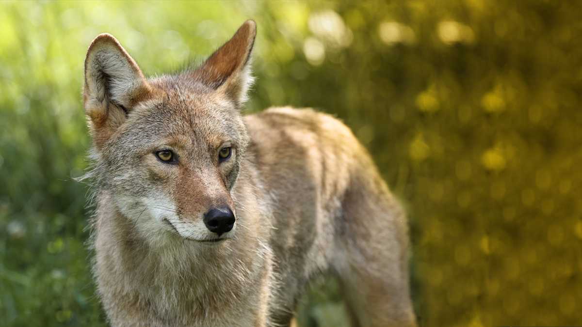 Man arrested after shooting at coyote in Northern New York, hitting garage