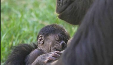 Critically Endangered Baby Gorilla Makes Heartwarming Debut At Colorado Zoo