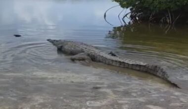 Crocodile nearly 3 meters long relocated from wandering on island highway