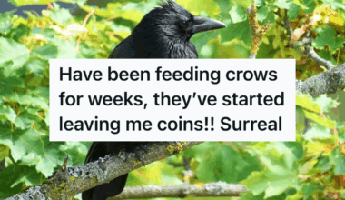 crow sitting in a tree