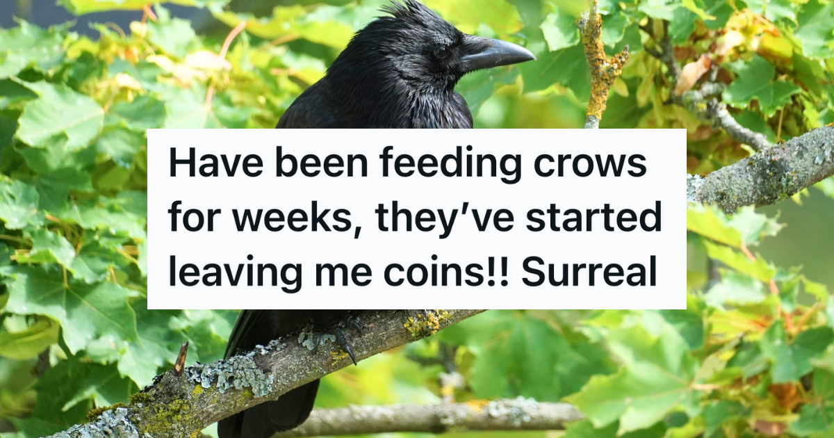 crow sitting in a tree