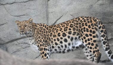 Amur leopards, among rarest big cats, born at Brookfield Zoo Chicago