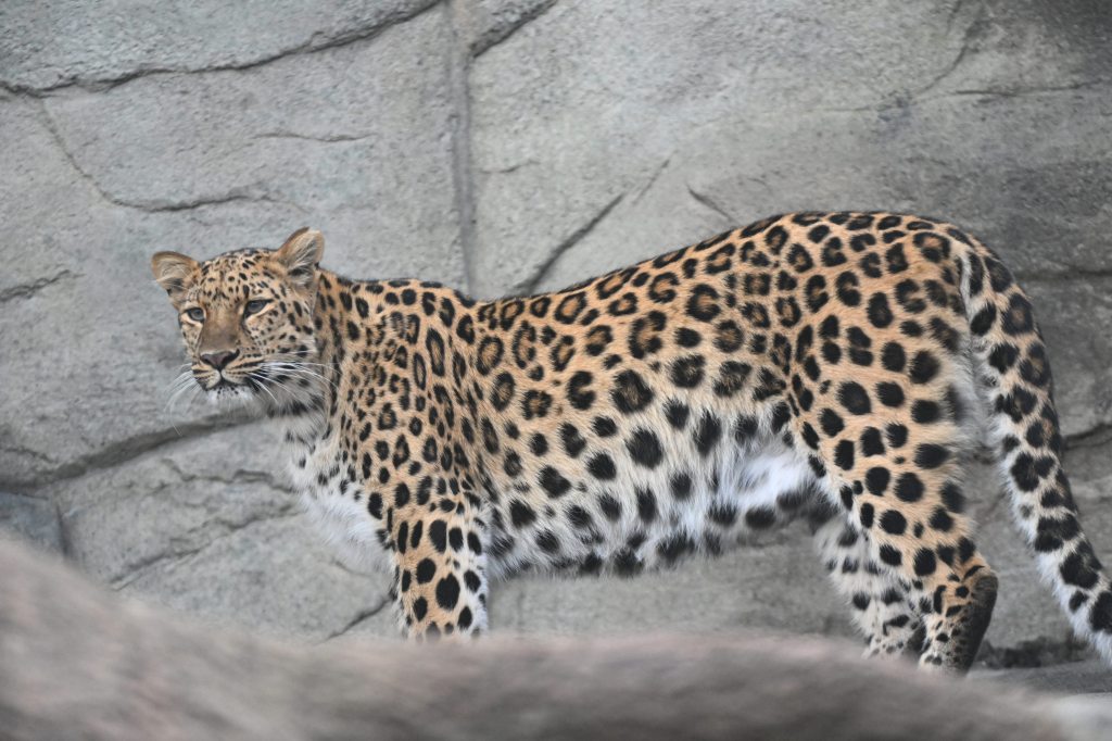 Amur leopards, among rarest big cats, born at Brookfield Zoo Chicago