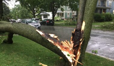 Be ready if storms damage trees