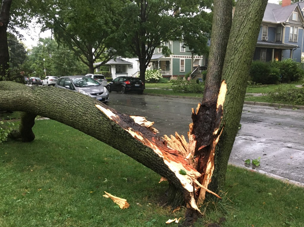 Be ready if storms damage trees