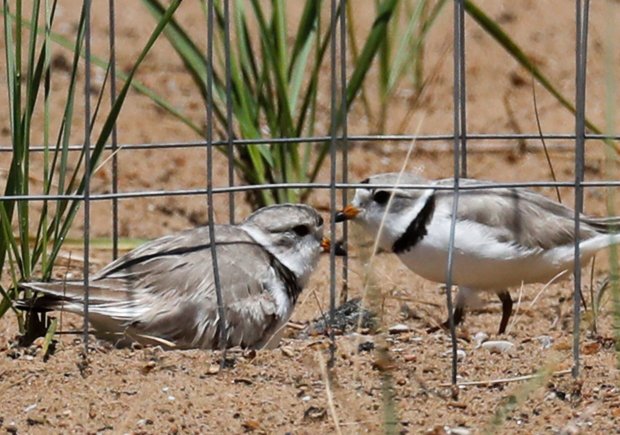 A piping plover adults, female Rose, left, sitting on the nest, as the male Monty approaches to relieve her at Montrose Beach in Chicago on July 18, 2019. (José M. Osorio/Chicago Tribune)