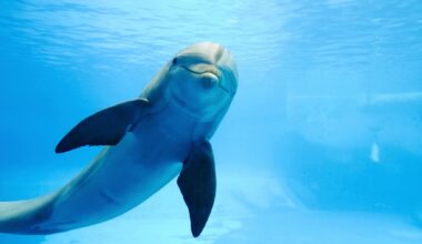 Dolphins and killer whales cross evolutionary point of no return and are trapped in the ocean