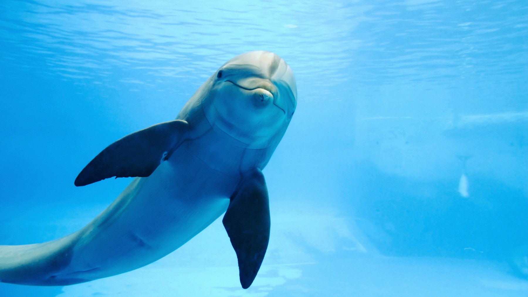 Dolphins and killer whales cross evolutionary point of no return and are trapped in the ocean