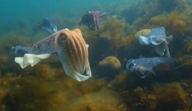 Robotic Cuttlefish Camera Catches a Desperate Escape From a Seal