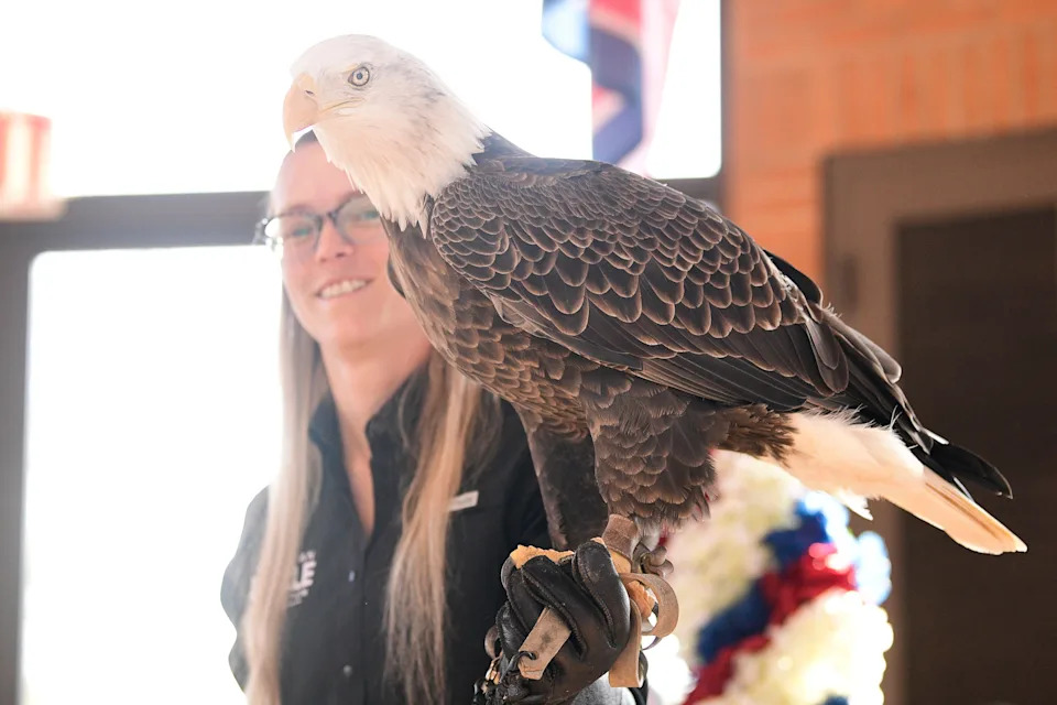 Challenger, a Bald Eagle from Dollywood, attends the 80th Pearl Harbor Day of Remembrance held by American Legion Post 2 at Tennessee State Veterans Cemetery in Knoxville.