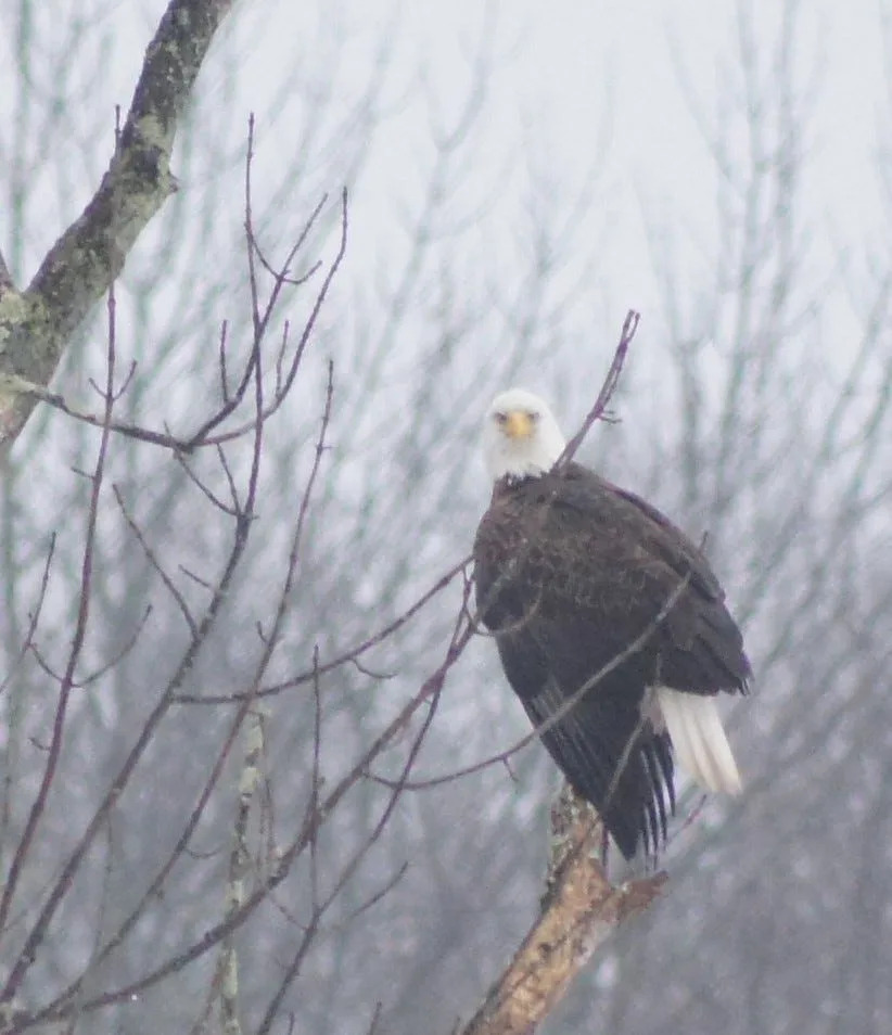 This file photo from 2019 shows an adult bald eagle sitting on a tree limb overlooking a pond on Route 519 in Hampton Township