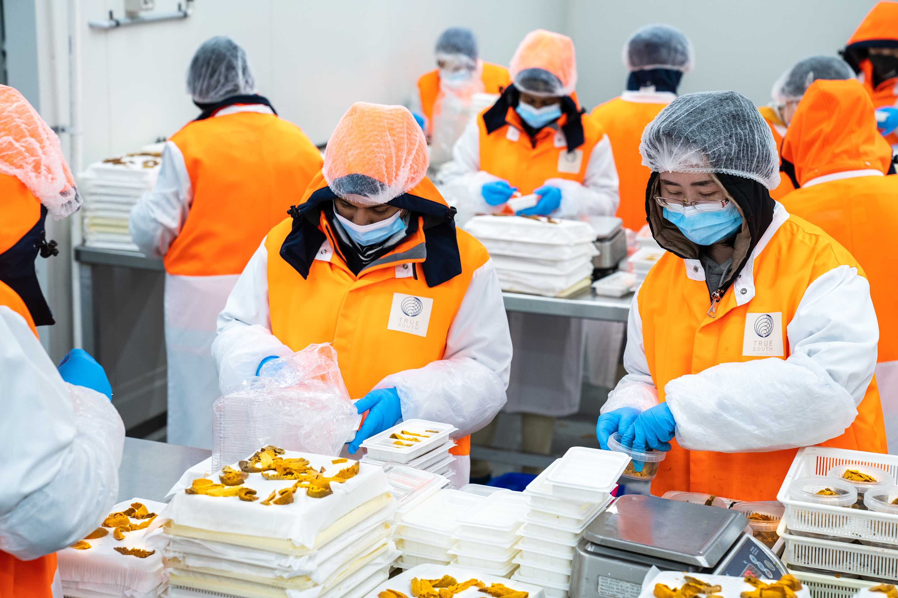 Workers in orange vests process roe.