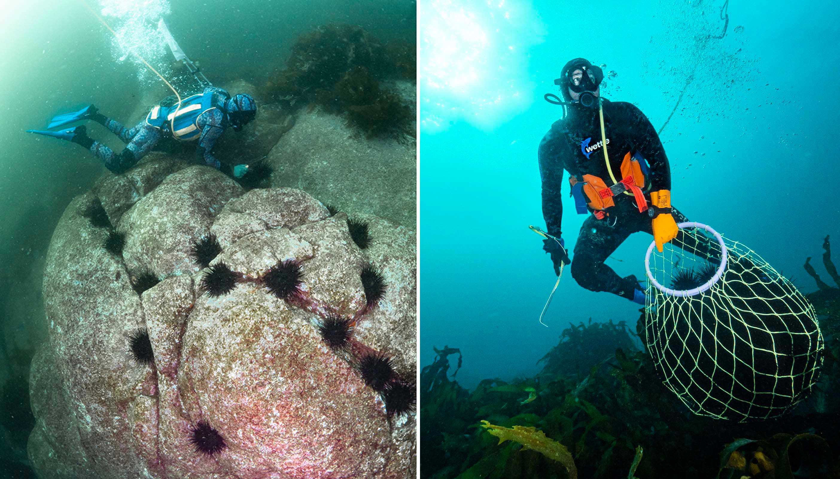Commercial divers collect sea urchins