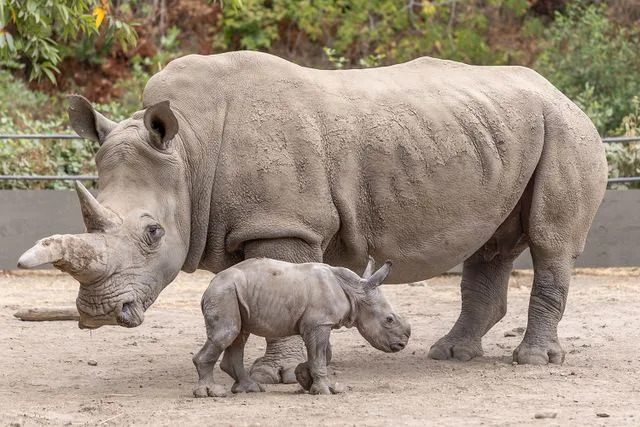 Mark Pressler Ozzy the white rhino calf