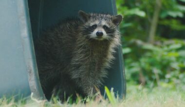 Rabid raccoon confirmed in Niagara County
